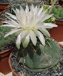 Gymnocalycium denudatum  ©JL710.jpg